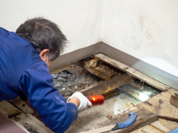 Crawl Space Mold Removal in Thorntown, IN