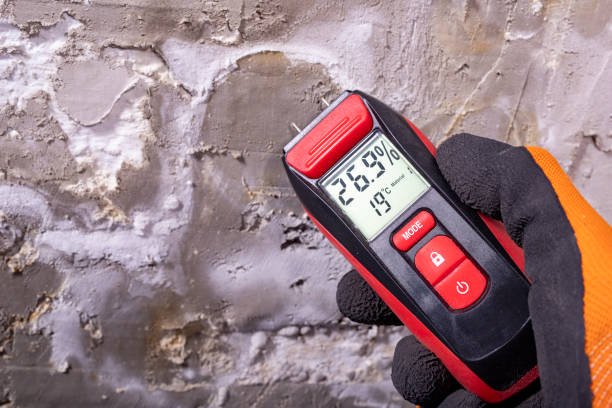Best Local Mold Removal Service  in Thorntown, IN
