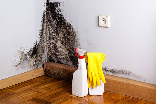 Best Commercial Mold Removal  in Thorntown, IN
