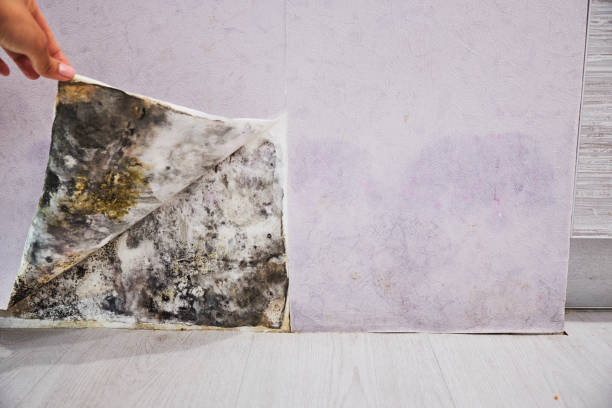 Best Mold Cleaning Services  in Thorntown, IN